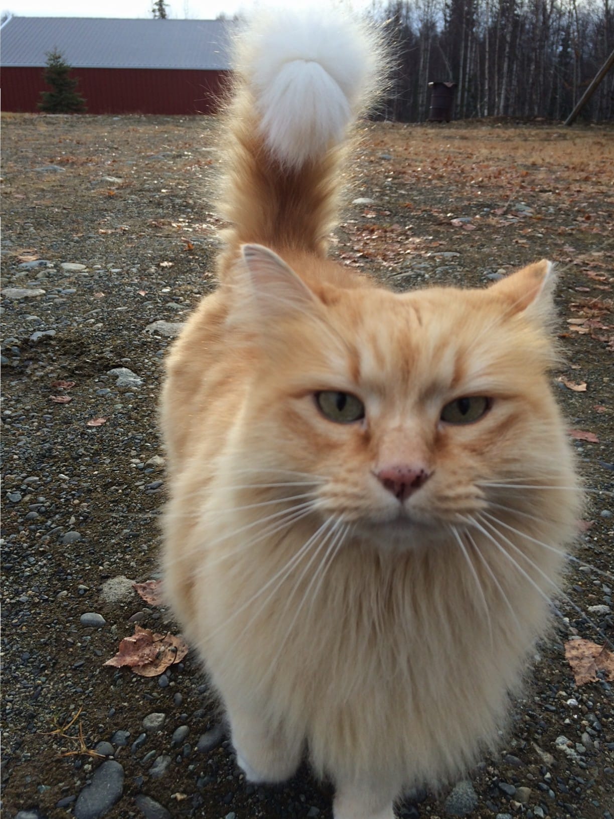 Kiki the cat.  Photo:  Katie Writer