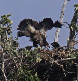 0709,eaglete wing-stretch