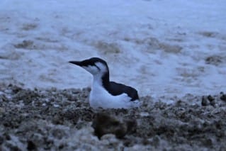 Murre beside the Parks @ Caswell Lodge