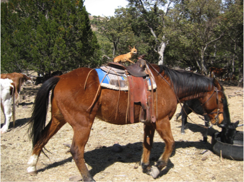 Gus the horse
