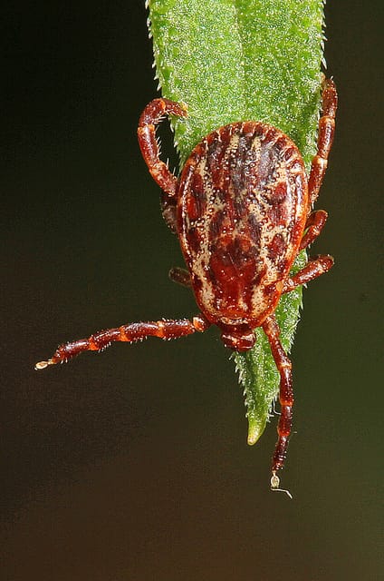 "American Dog Tick - Dermancentor variabilis, Merrimac Farm Wildlife Management Area, Aden, Virginia" by Judy Gallagher is licensed under CC BY 2.0