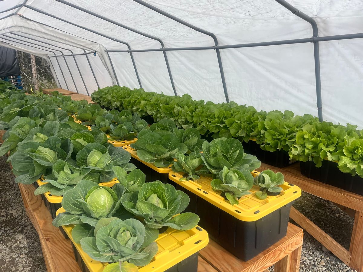 Hydroponic and Community Gardens Feed Local Residents