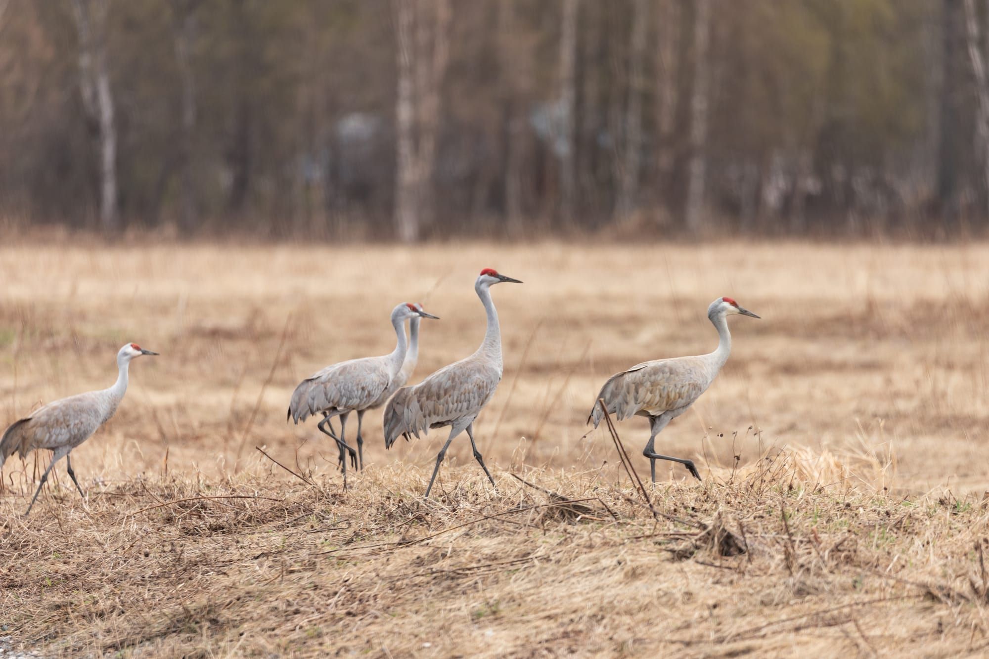 Sandhill Cranes Arrive in Trapper Creek