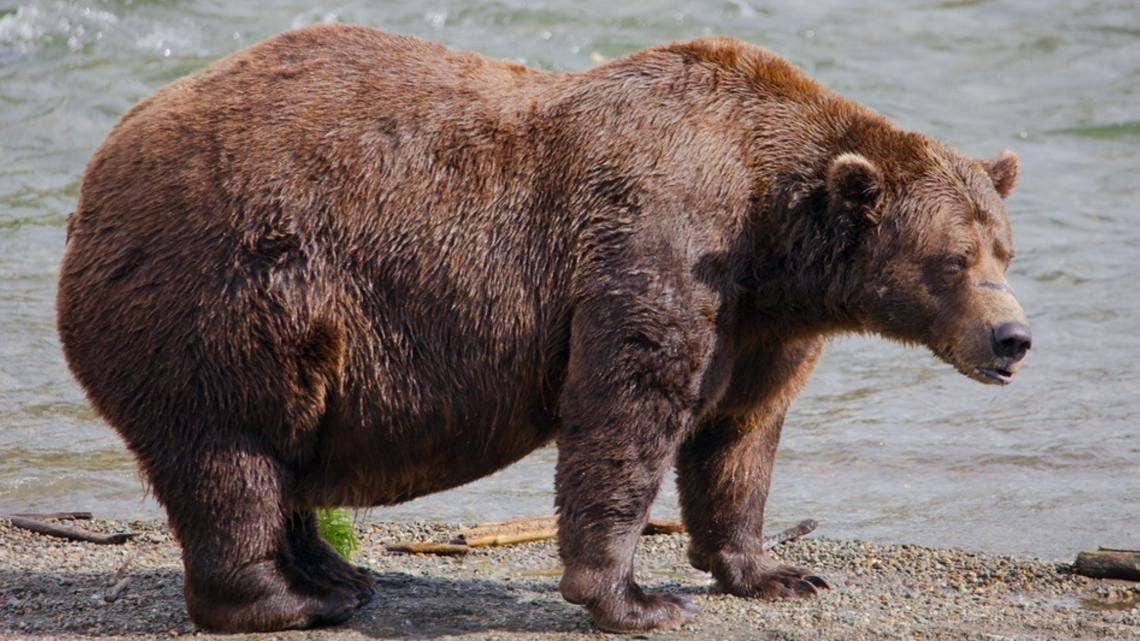 Alaska Celebrates its Fattest Bears During Fat Bear Week