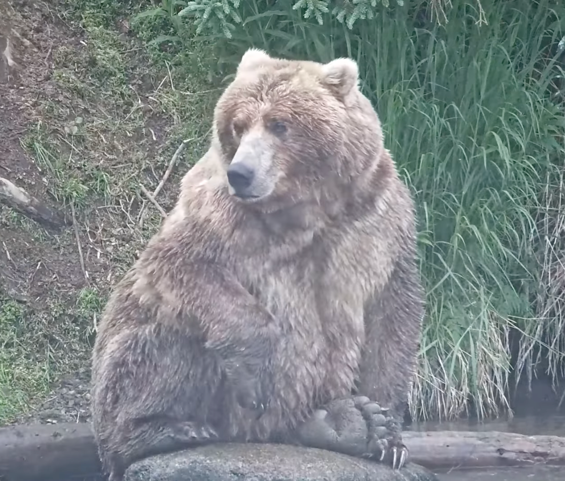 Backpack Reigns as Alaska's Fattest Bear