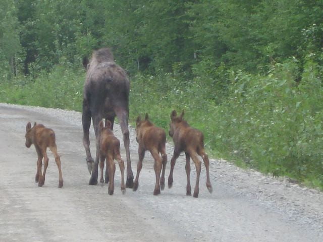 Moose with 4 calves causes stir