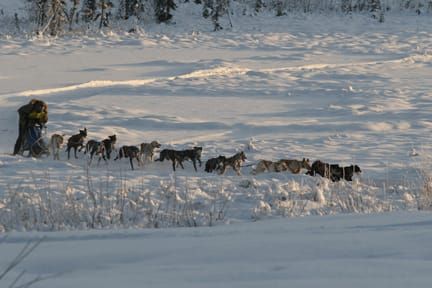 Seward musher wins open class at first sled dog sprint races