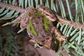 Invasive frogs found in imported Christmas trees