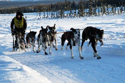 Mushers break records at Montana Creek Championships