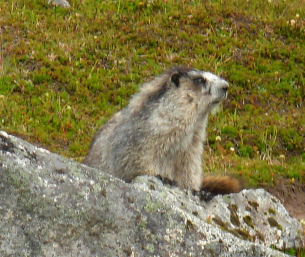 Nuggets - Marmot Day