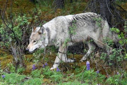 Friends of Animals call for tourism boycott of Alaska