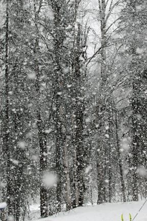 So Much Snow