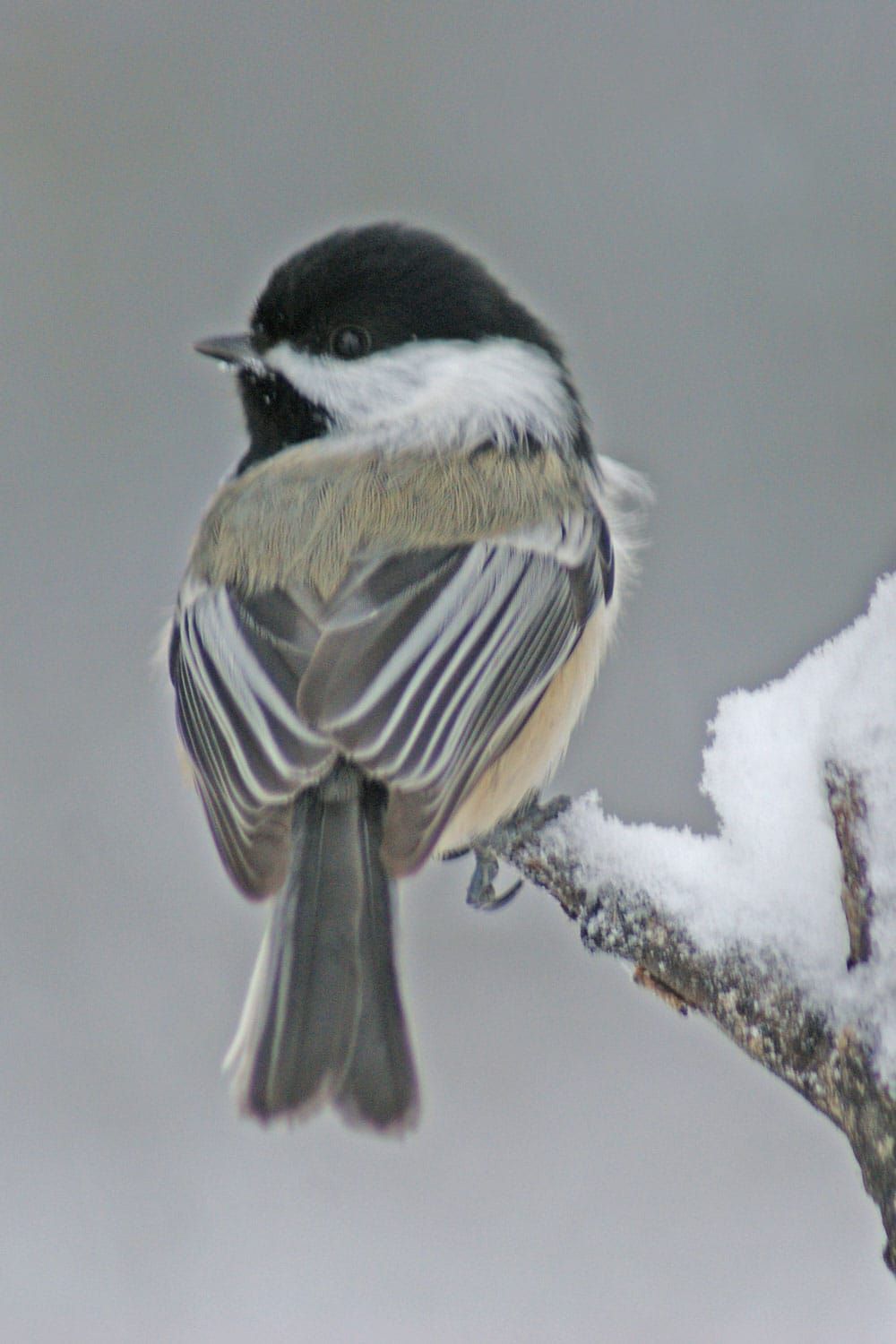 Christmas Bird Count Tallies More Than 1,500