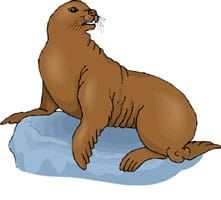 Storynory & Mory - The Seal Catcher