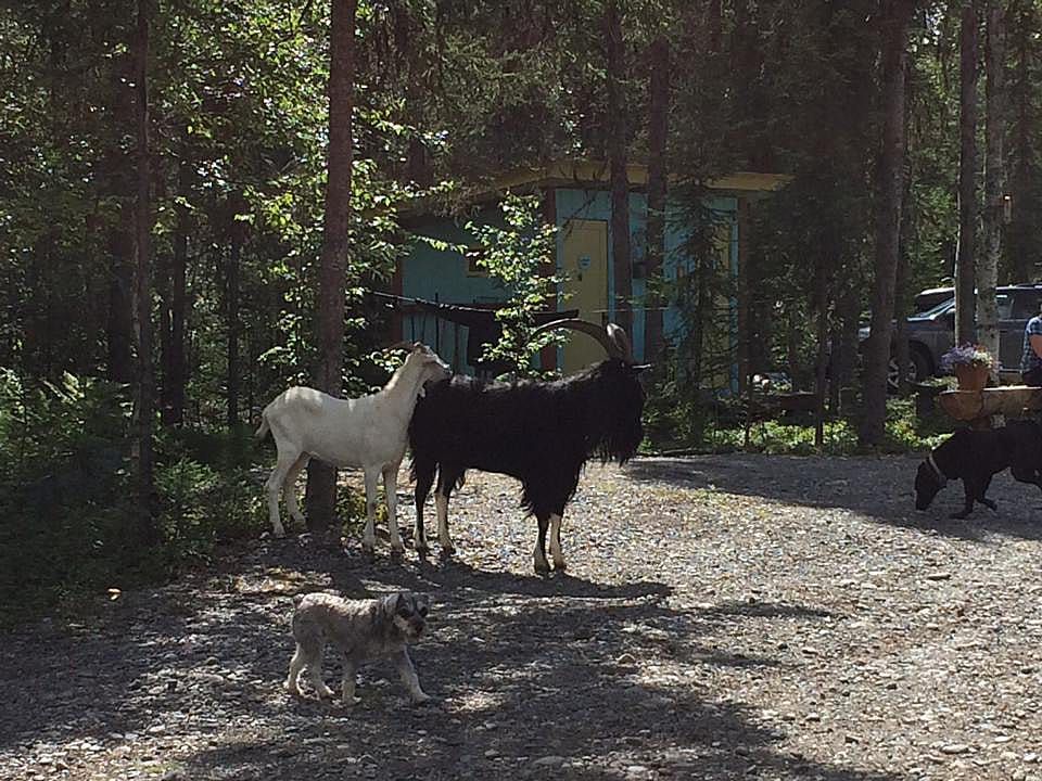 Roaming Goats Puzzle Sunshine Residents