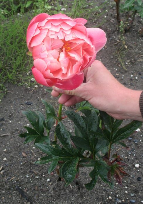 Agriculture:  Peonies in the Upper Valley