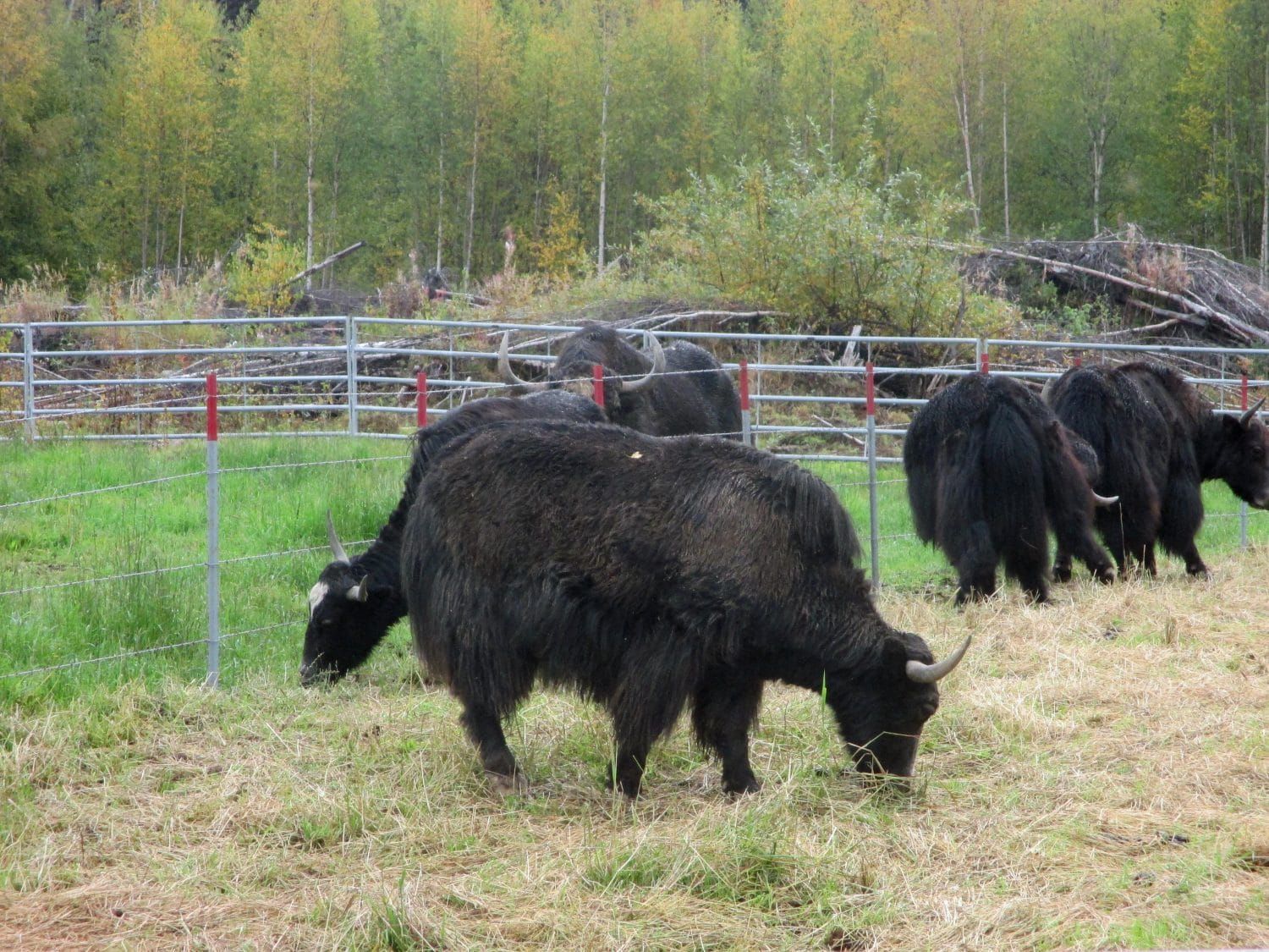 Upper Valley Agriculture: Yaks at Sunny Hill Ranch