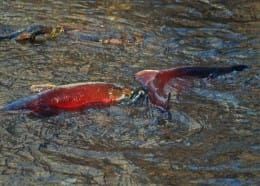 Susitna Writer's Voice --Honoring Salmon, by Robin Song
