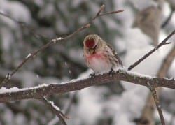 Susitna Writer's Voice 5-31-20 - "In Defense of Redpolls" by Kathy Trump and "Puttering" by Maureen Chambrone