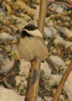 Writer's Voice - Winter Bird Count