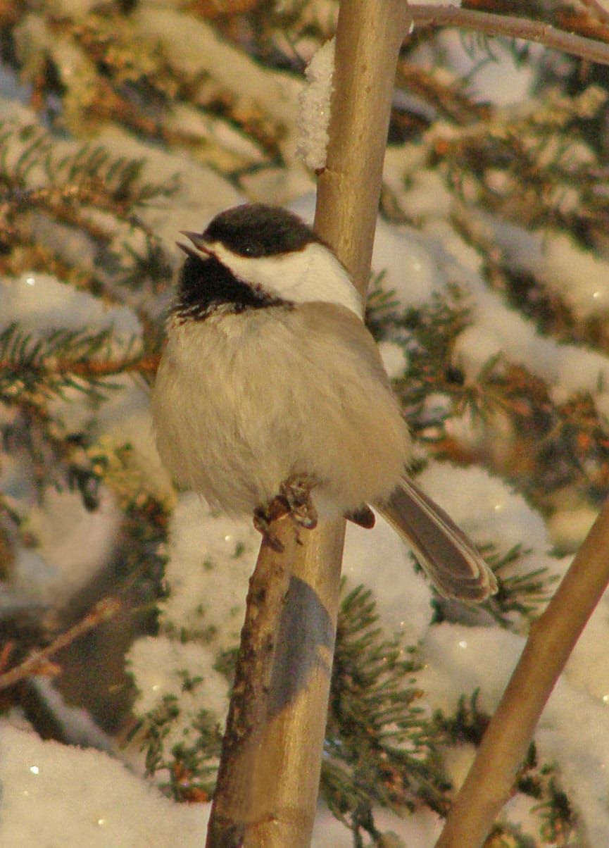 Susitna Writer's Voice--Winter Bird Count, by Robin Song