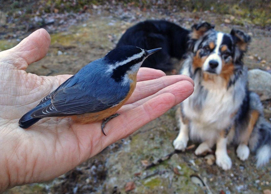 Susitna Writers Voice - The Friendliest Nuthatches, by Robin Song