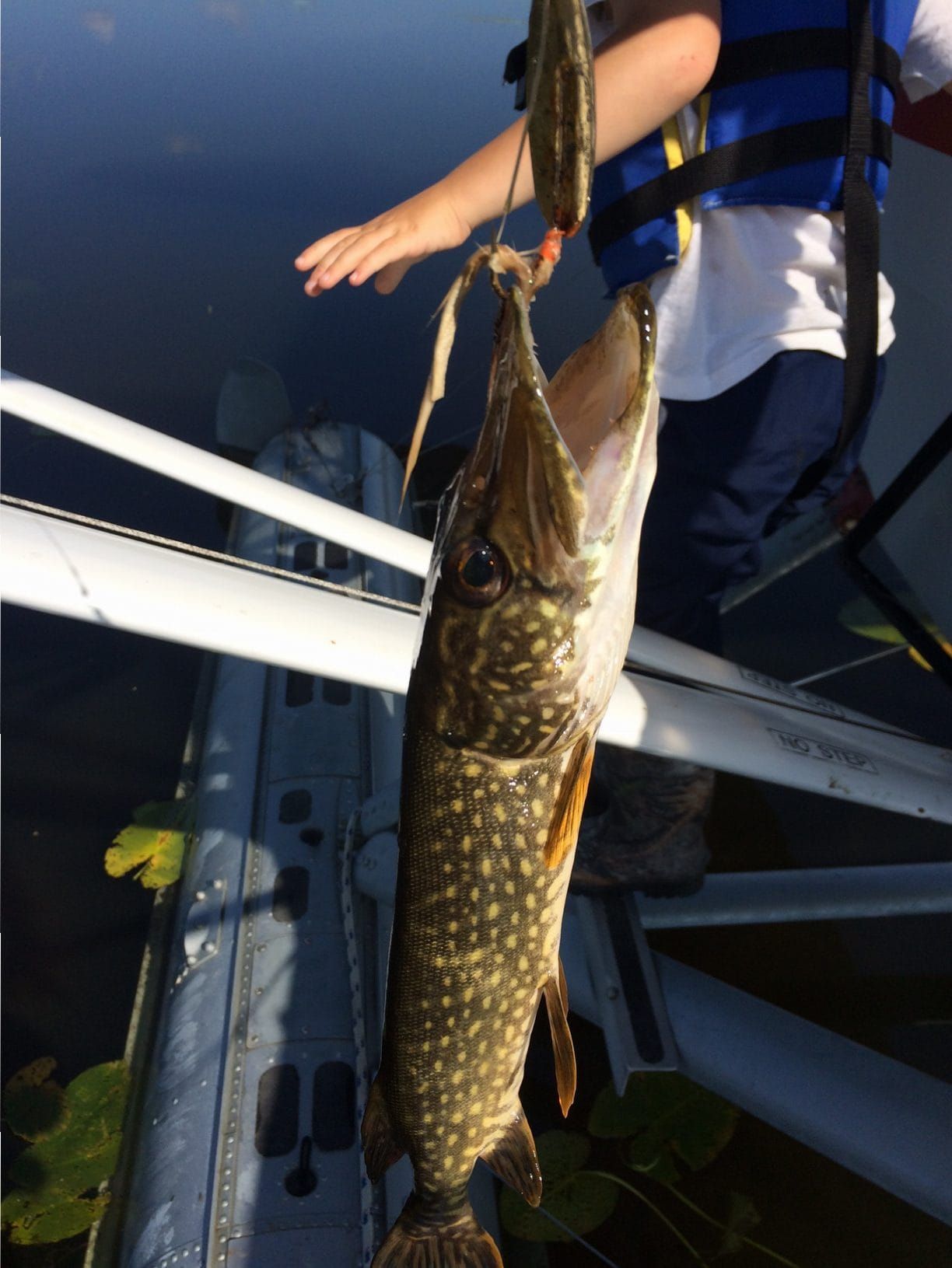Kings are restricted, but fishing opportunities abound in the Northern Valley