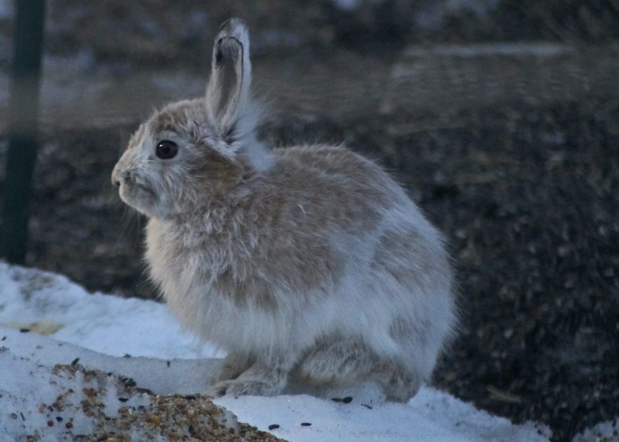 Susitna Writer's Voice--"Robin's Wild Hare", by Robin Song