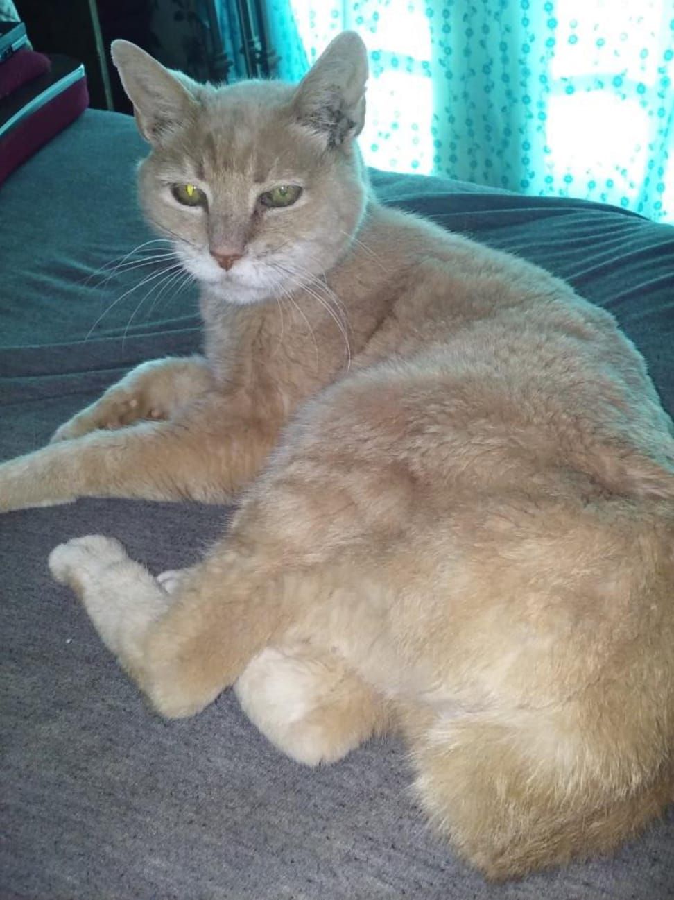 Stubbs The Cat passes away at twenty