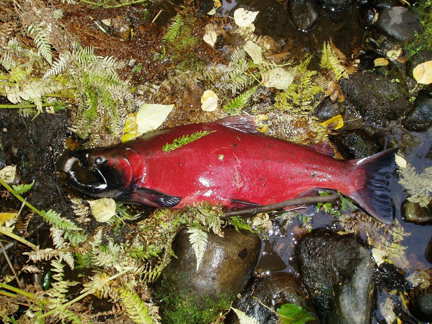Fish and Game shuts down salmon fishing on Larson Creek
