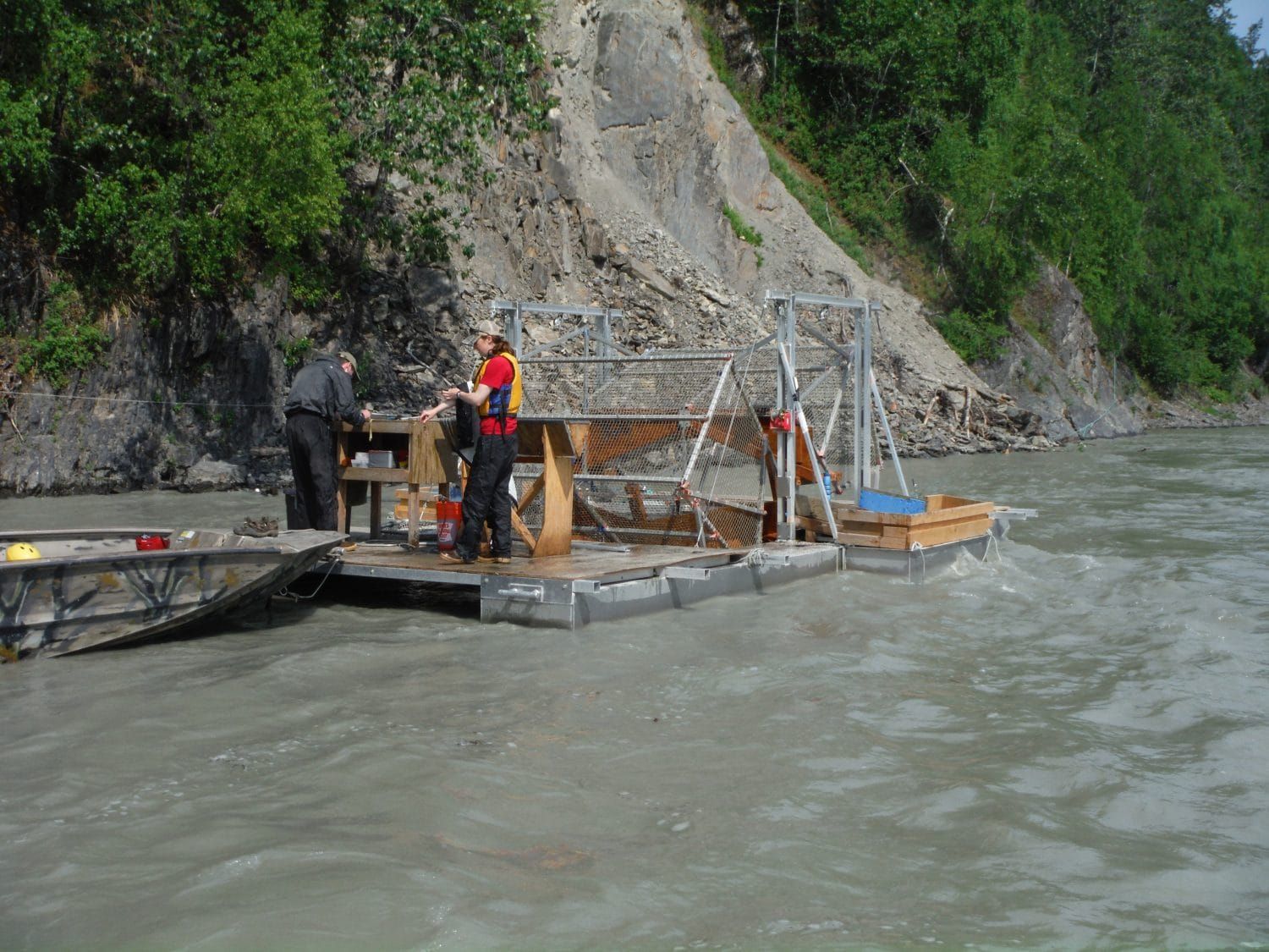 The Ecology of Glacial Rivers: Chinook salmon runs--what tagging has revealed