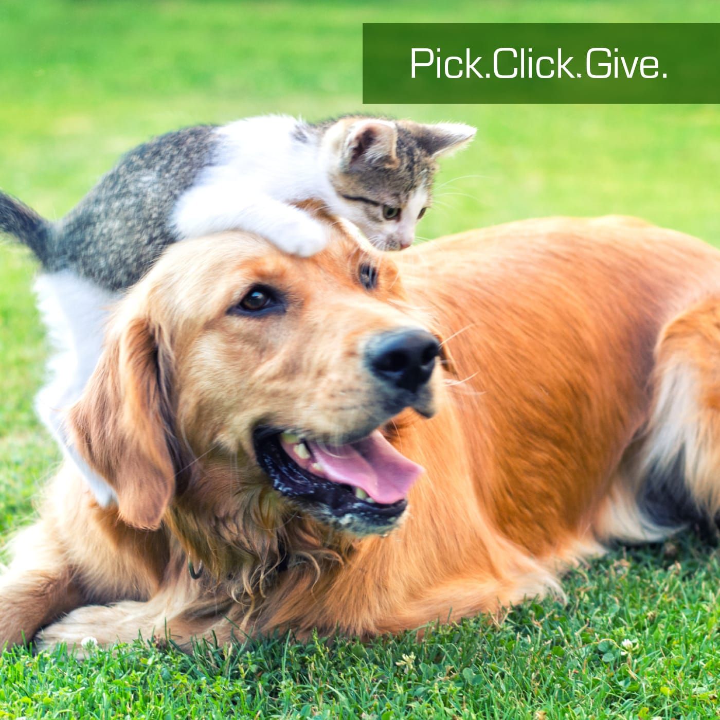 Su Valley Voice for February 21st, 2018:  Pick. Click. Give
