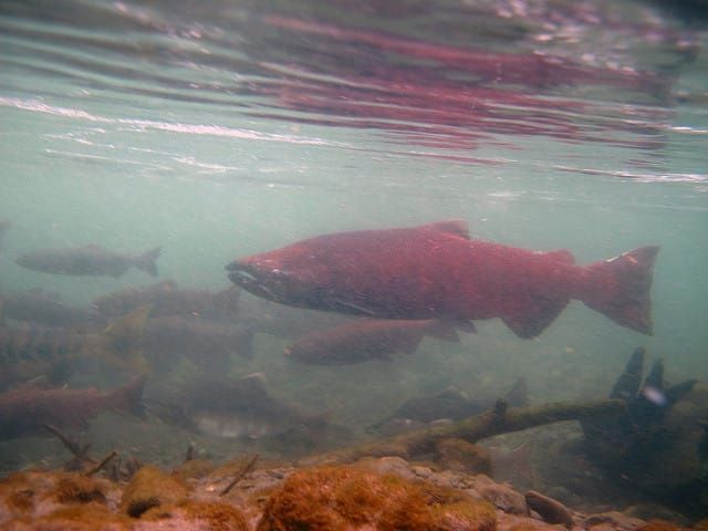 Streambank Partnership Program Enhances Habitat