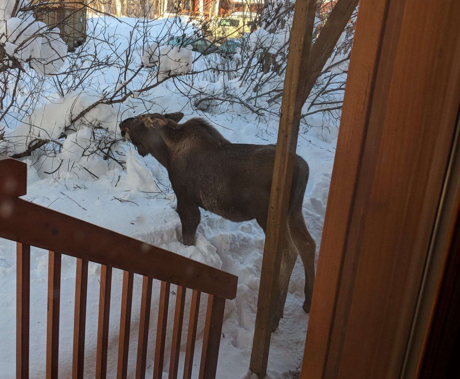 Staying safe with moose on the move