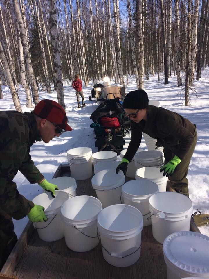 Birch sap is running in the Susitna Valley