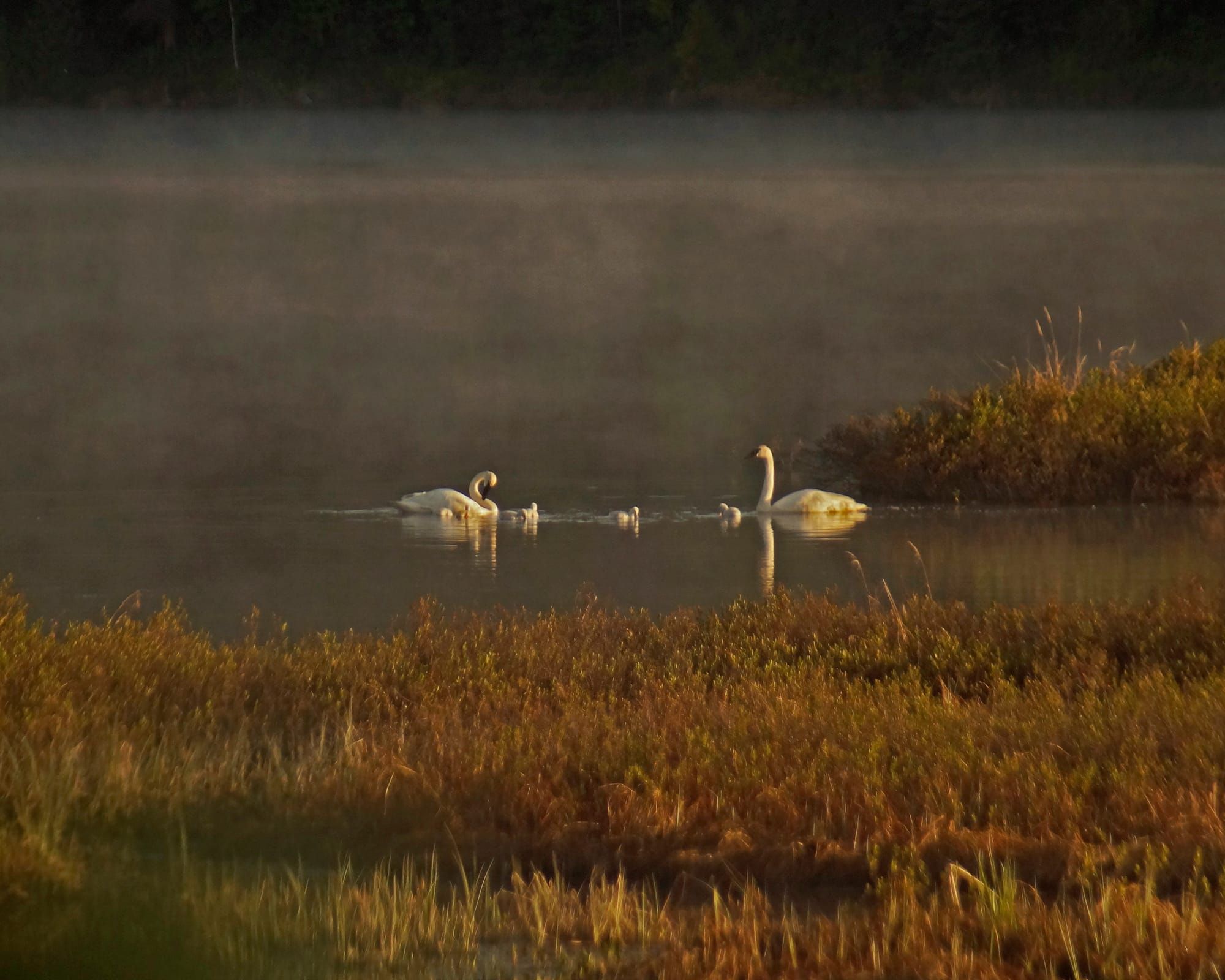 Northern Susitna Valley Parks Report 5-29-25