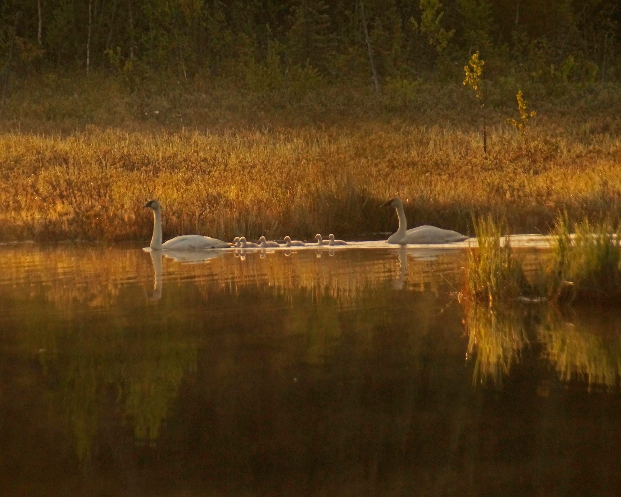 Susitna Writer's Voice--"Swans at Dawn", by Robin Song