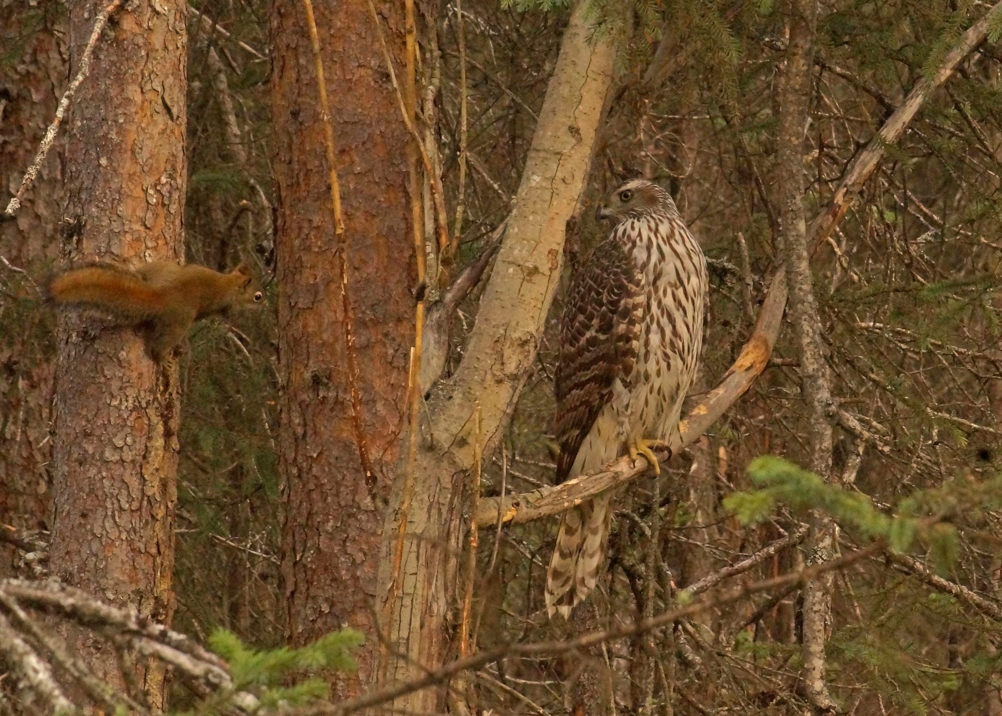 Susitna Writer's Voice--"The Squirrel and the Hawk", by Robin Song