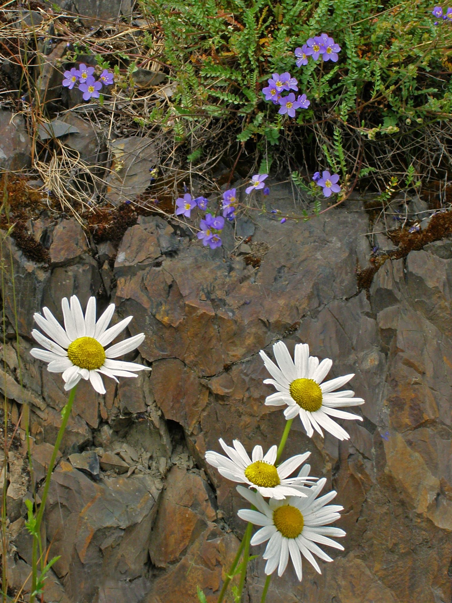 Susitna Writer's Voice--"Talkeetna Summer", by Robin Song