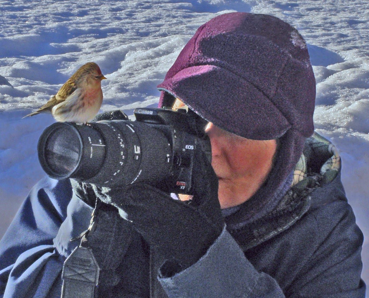 Susitna Writer's Voice--"Kingfishers", by Robin Song