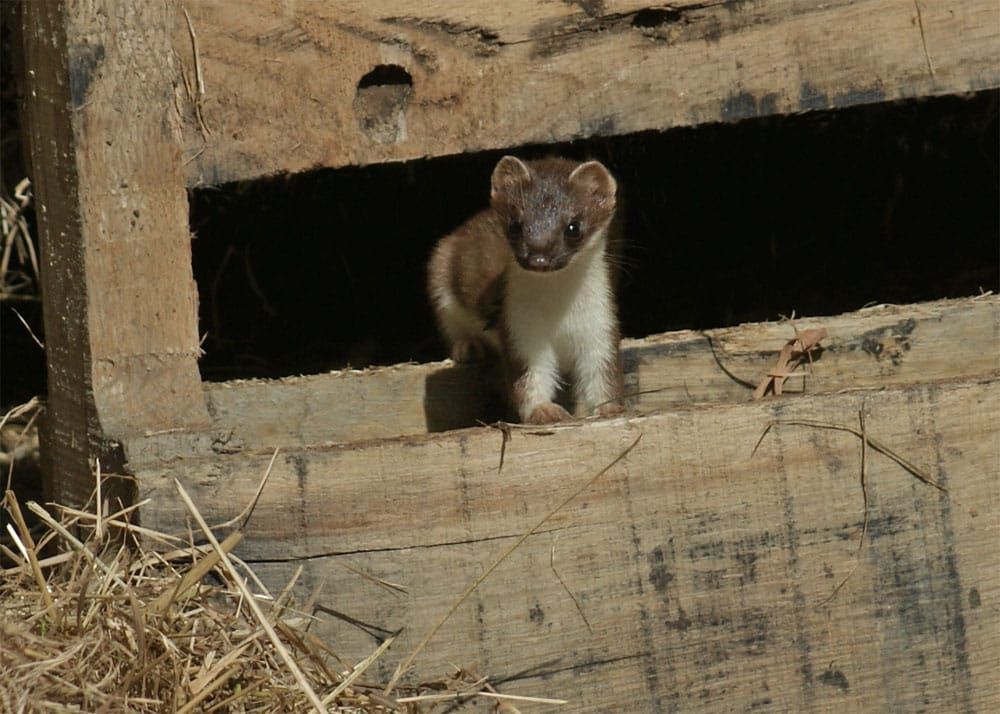 Susitna Writer's Voice--"Weasels", by Robin Song