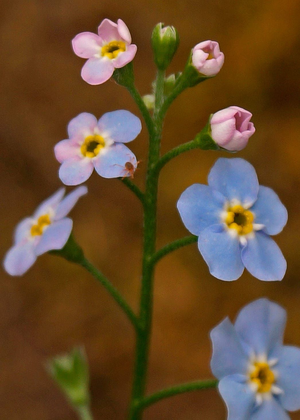 Susitna Writer's Voice (from the archives) - "Observing the Small" by Robin Song