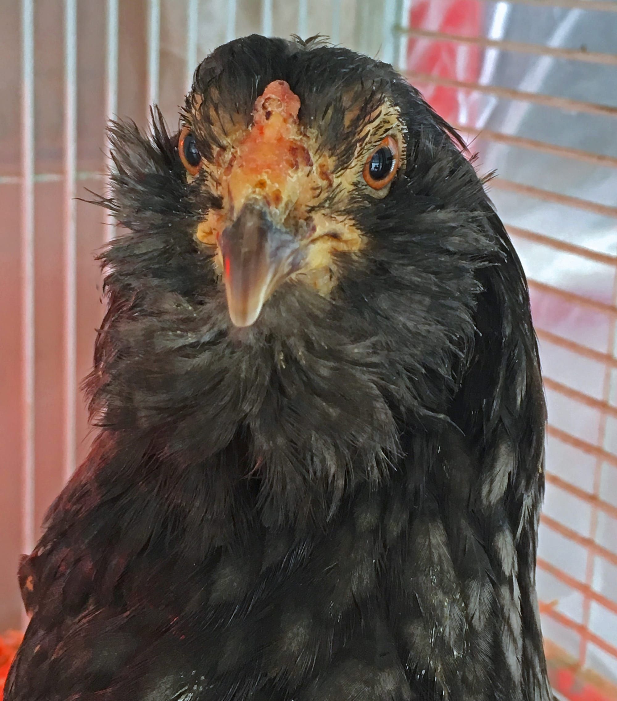 Susitna Writer's Voice--"A Very Brave Bird", by Robin Song