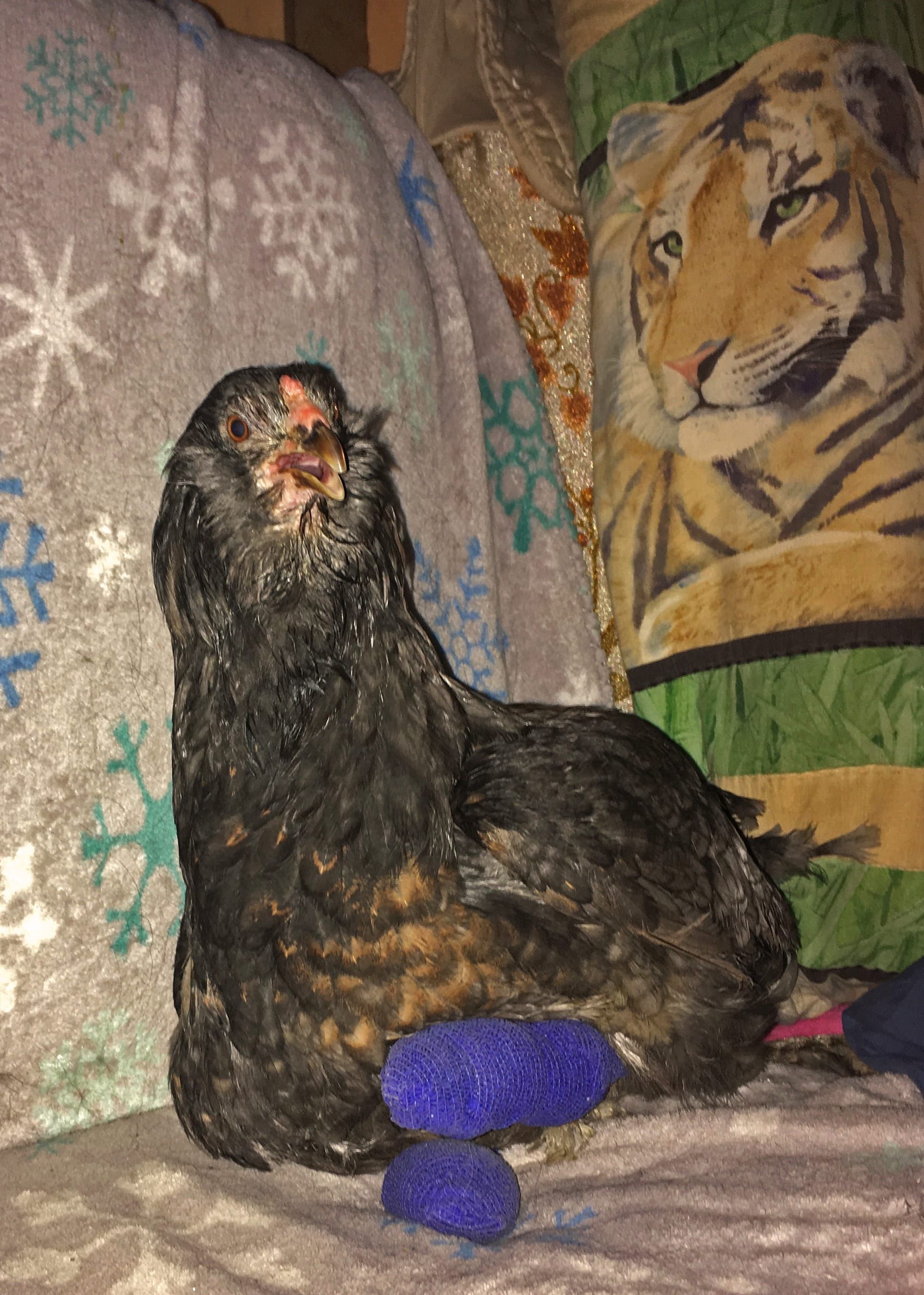 Susitna Writer's Voice--"A Very Brave Bird", part 2, by Robin Song