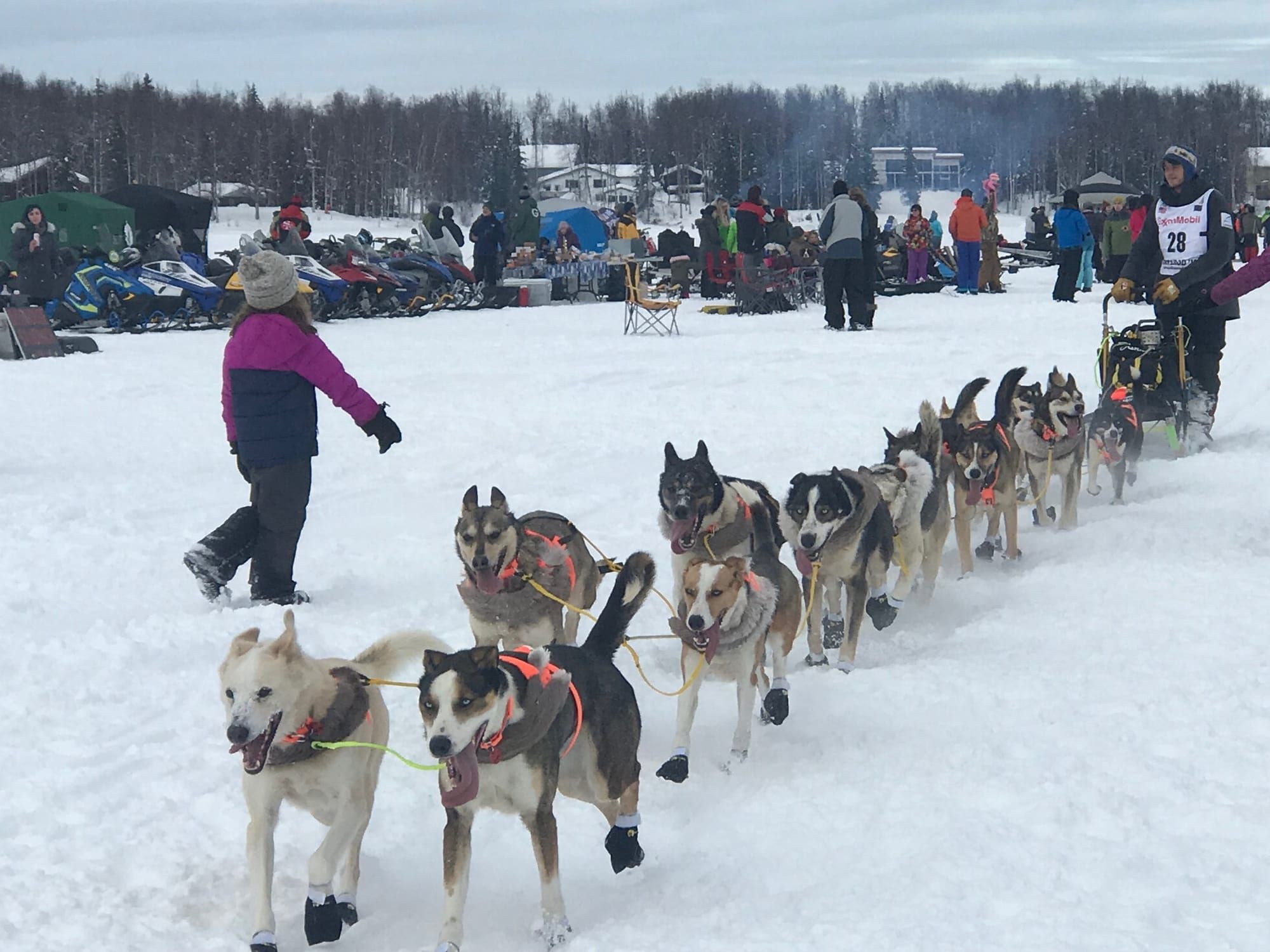 Lack of Snow on North Side of Alaska Range Forces Iditarod Start in Fairbanks