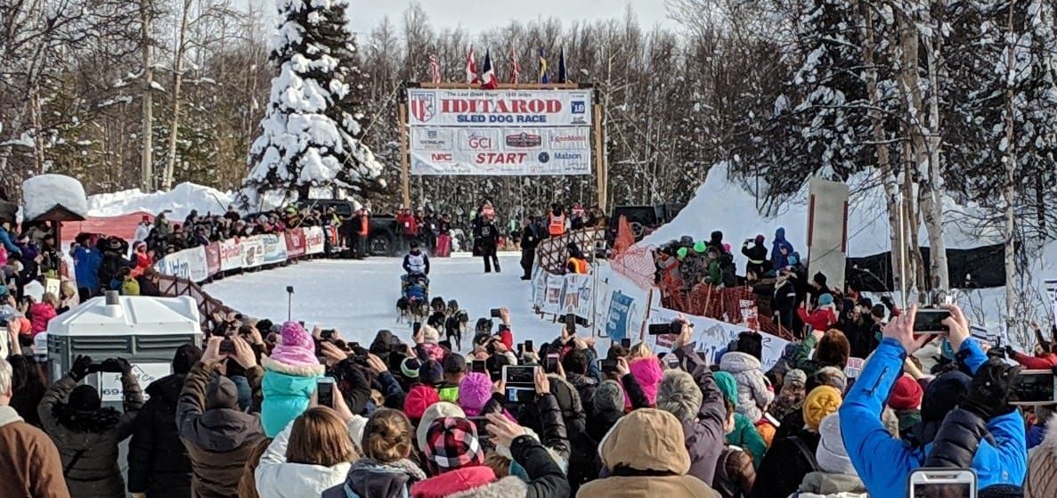 Iditarod Report for March 11th, 2024