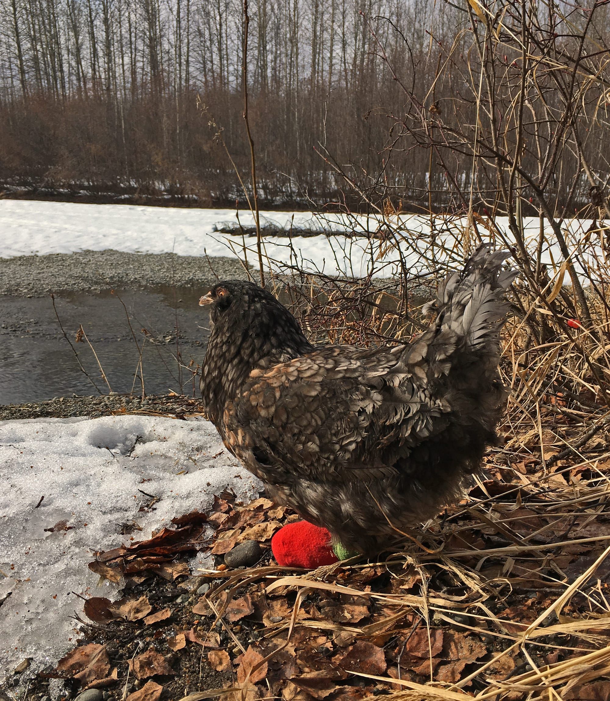 Susitna Writer's Voice--Robin Song's "Signs of Spring"