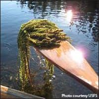 Su Valley Voice:  Invasive Species