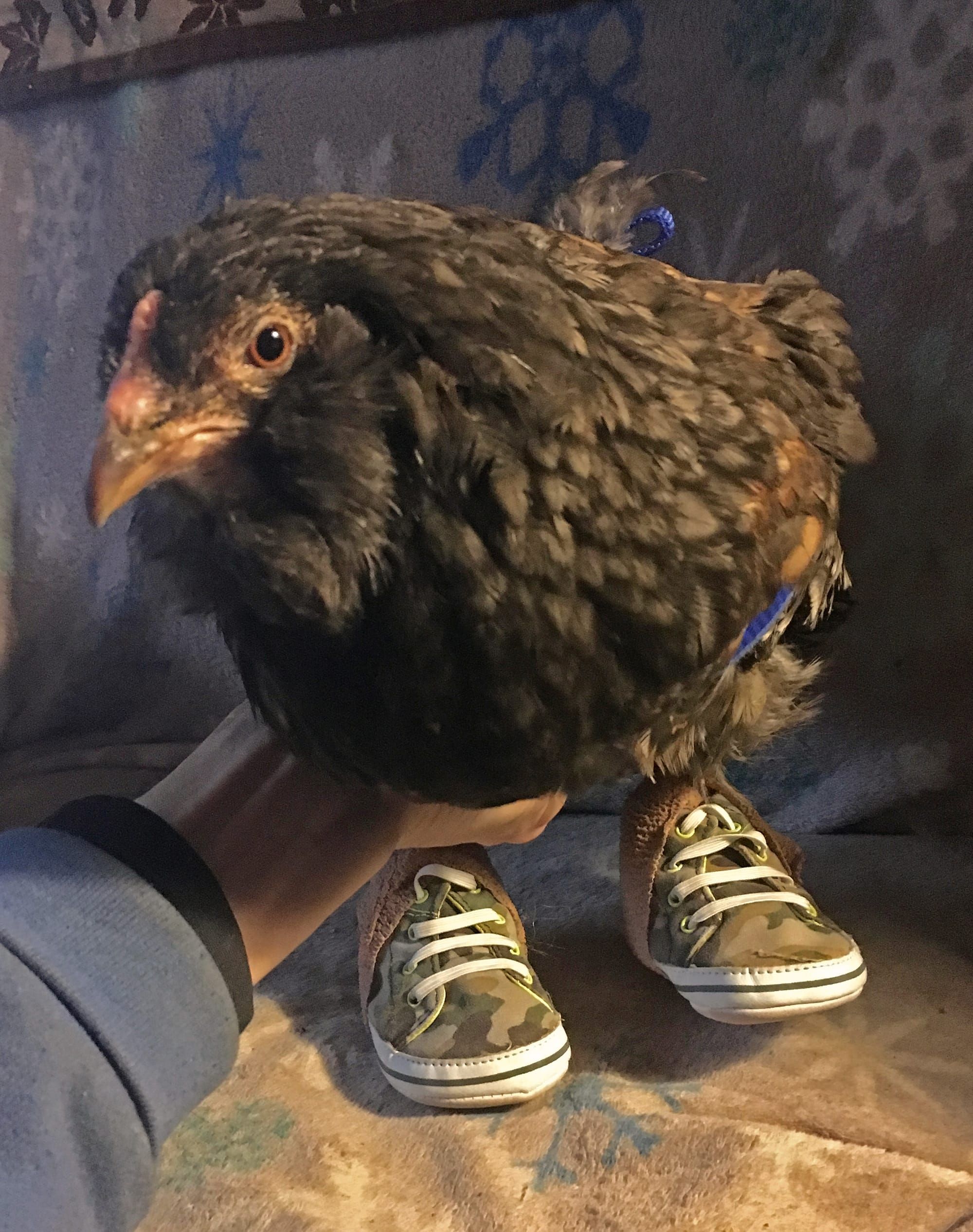 Susitna Writer's Voice: "A Very Brave Bird, part 3", by Robin Song