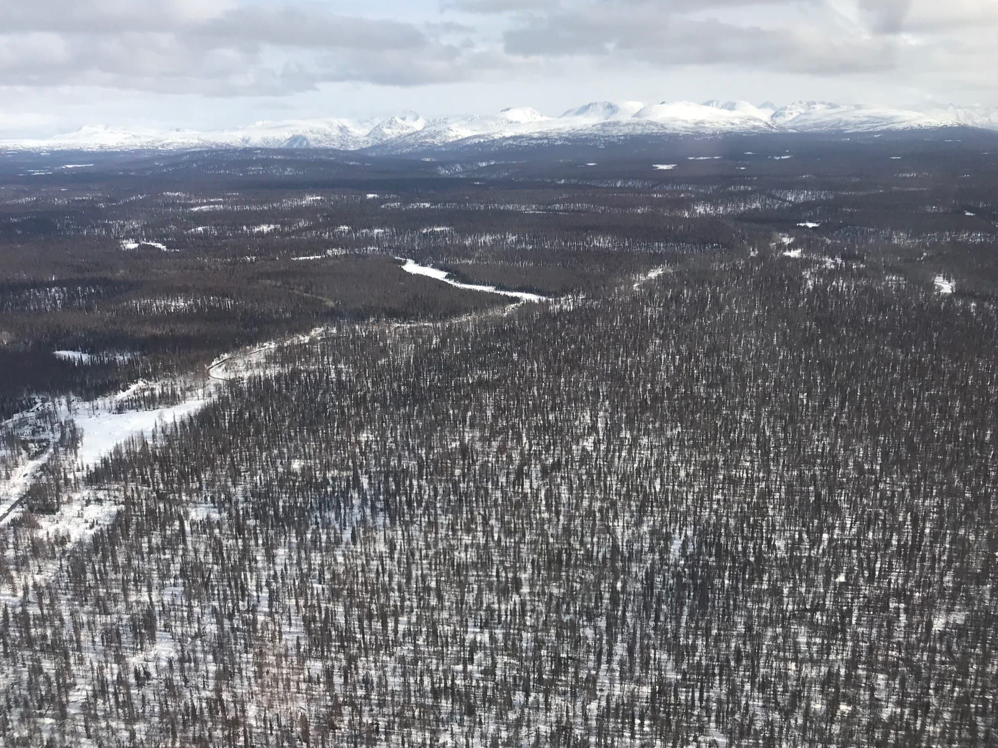 To cut or not to cut:  When to clear dead spruce trees